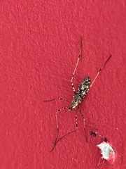 Amphineurus hudsoni
