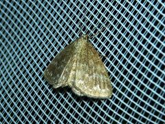 Scopula immorata