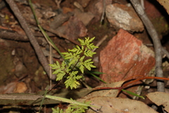 Cheilanthes sieberi