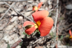 Gompholobium ecostatum