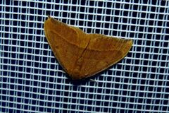 Watsonalla cultraria