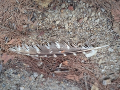 Podargus strigoides