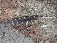 Podargus strigoides