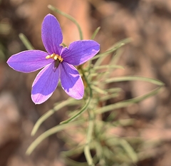 Cheiranthera linearis