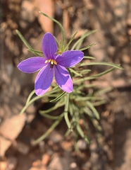 Cheiranthera linearis