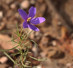 Cheiranthera linearis