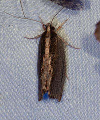 Helcystogramma plutelliformis