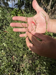 Dicliptera sexangularis