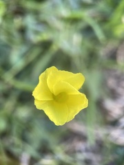 Oxalis pes-caprae