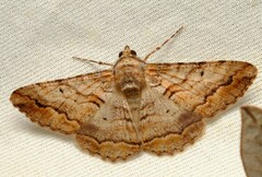 Gastrinodes bitaeniaria