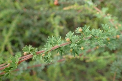 Acacia mitchellii