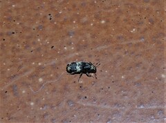 Basitropidini