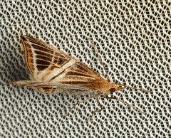 Phrataria transcissata