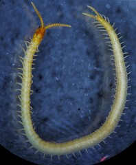 Geophilus varians
