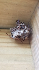 Mischocyttarus mexicanus cubicola