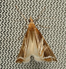 Phrataria transcissata