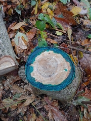 Phellodendron amurense