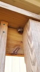 Mischocyttarus mexicanus cubicola