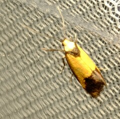 Crepidosceles timalphes