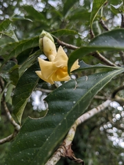 Tabernaemontana donnell-smithii