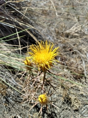 Doniophyton anomalum