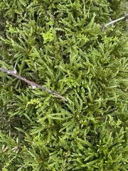 Brachythecium rivulare