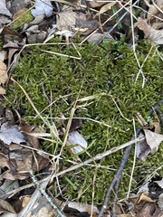 Brachythecium rivulare