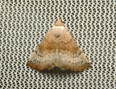 Mataeomera mesotaenia