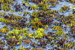 Salvinia biloba