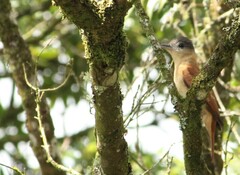 Pachyramphus validus