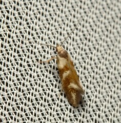 Lonchoptena episcota