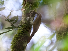 Lepidocolaptes lacrymiger