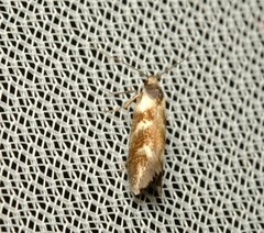 Lonchoptena episcota