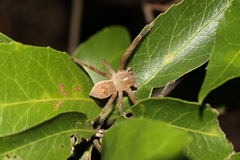Neosparassus calligaster