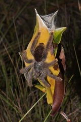 Avicularia avicularia