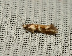 Lonchoptena episcota