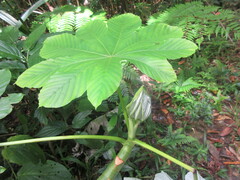 Cecropia schreberiana