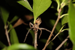 Neosparassus calligaster