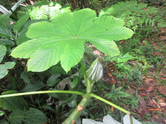 Cecropia schreberiana