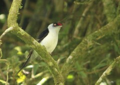 Ilicura militaris