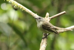 Phyllomyias fasciatus