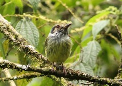 Myiornis auricularis