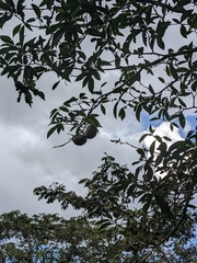 Tabernaemontana donnell-smithii