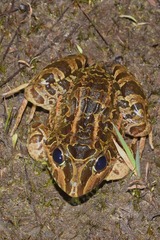 Leptodactylus macrosternum