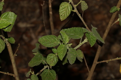 Sida cordifolia