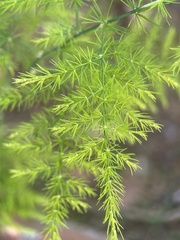 Asparagus setaceus