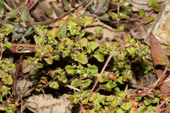 Chenopodium robertianum