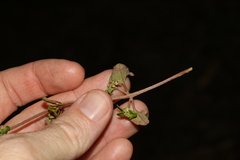 Chenopodium robertianum