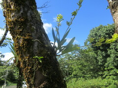 Polystachya concreta