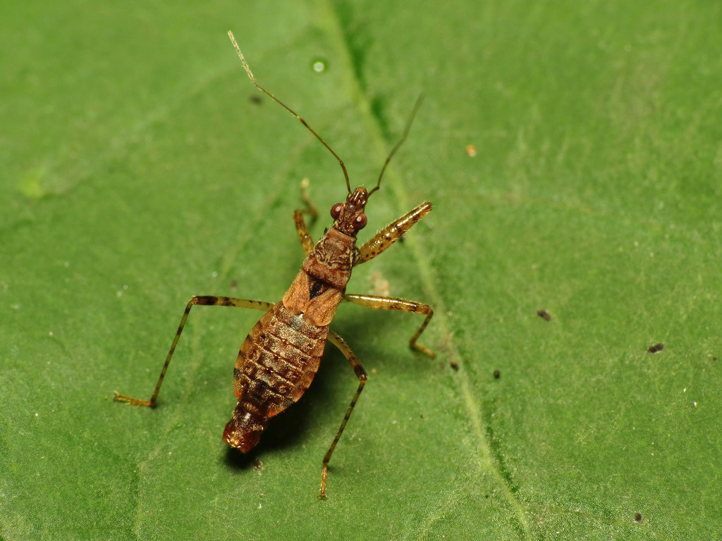 Hoplistoscelis